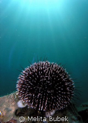Sea urchin and sunburst taken at Fiesa, Slovenia, June08  by Melita Bubek 